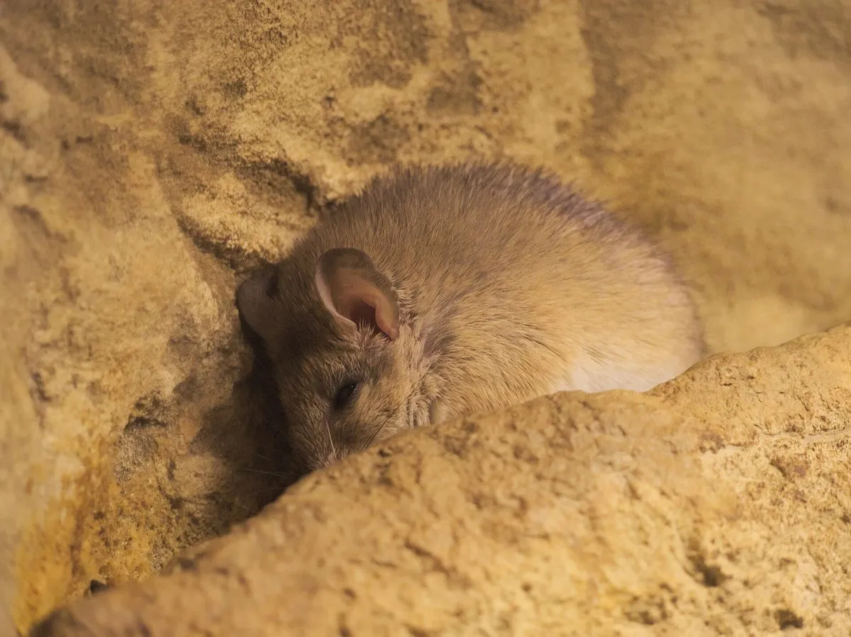 Une souris épineuse de Crète dans la collection vivante du musée