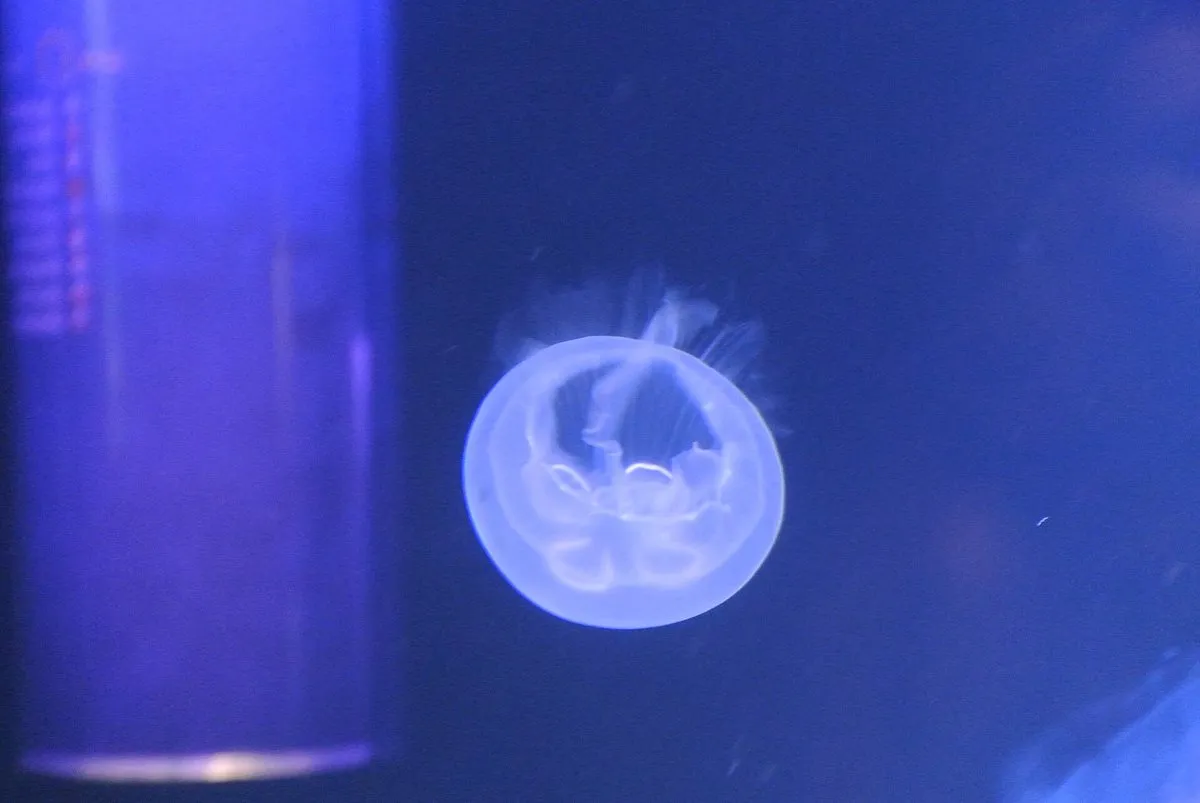 A jellyfish lit from behind in a dark tank at the Cretaquarium