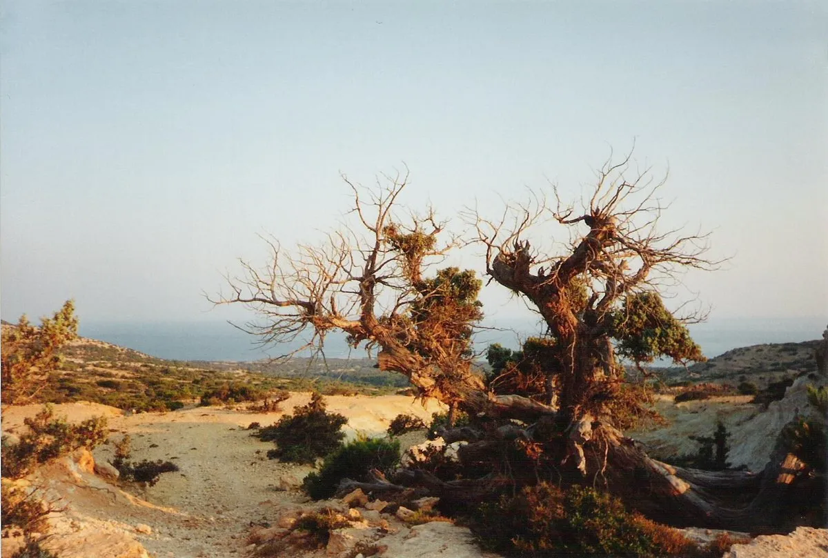 A wind-bent cedar on the dunes of Gavdos