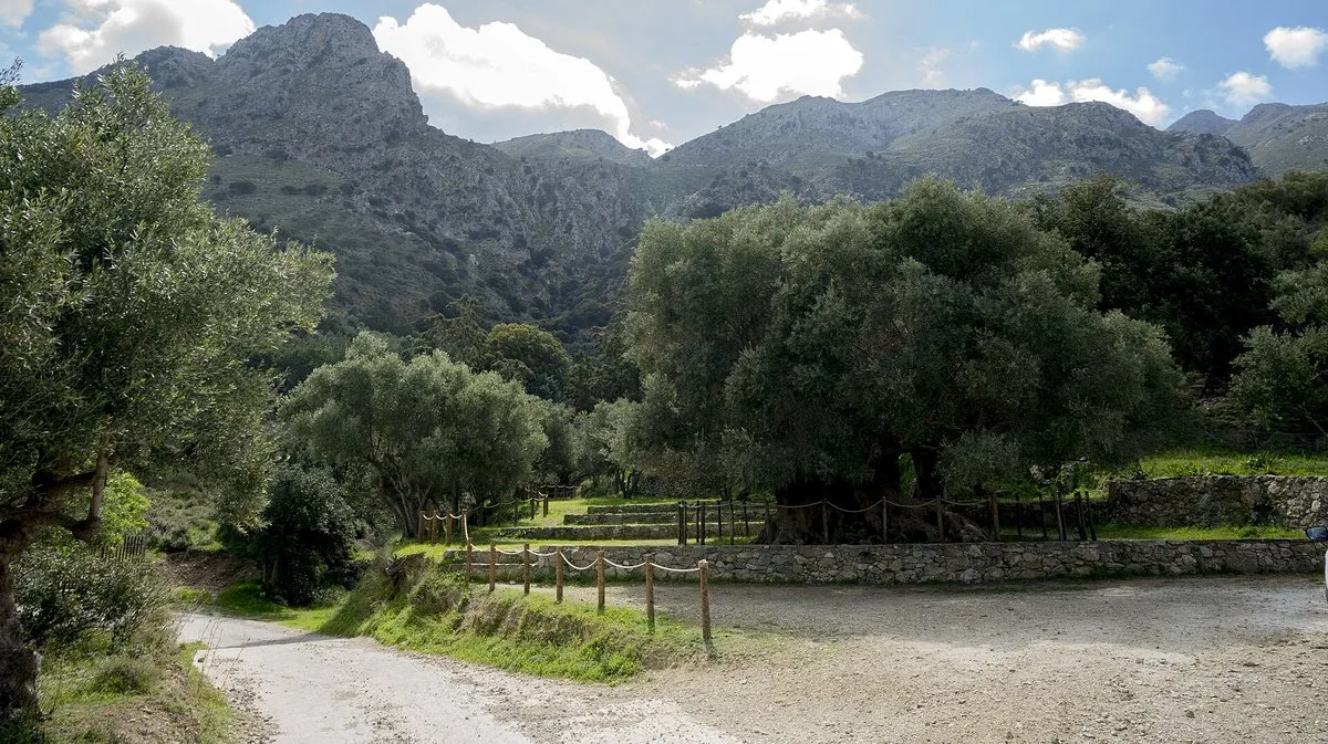 The monumental olive in its grove below the Thripti mountains
