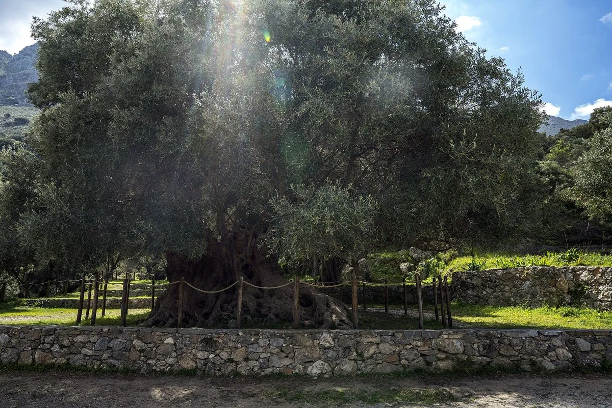 The vast gnarled trunk of the Kavousi olive