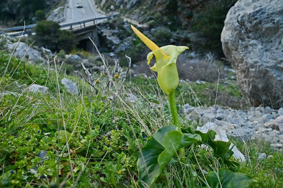 Ein Kretischer Aronstab blüht zwischen Felsen in der Kotsifou-Schlucht, dahinter die Straße