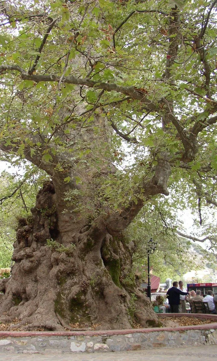 The enormous old plane tree at Krasi, its trunk ringed by a low stone wall