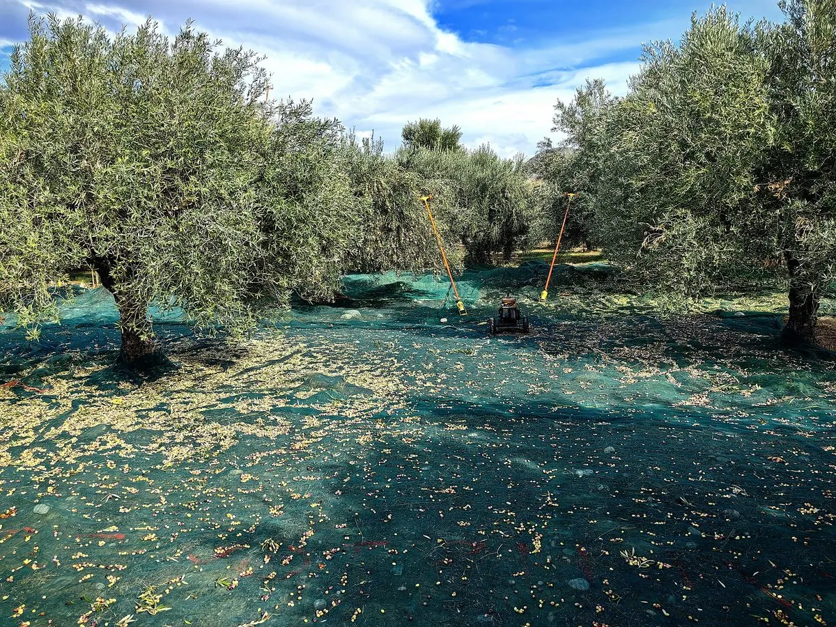 Olivenernte-Netze unter Bäumen in der Nähe von Sitia