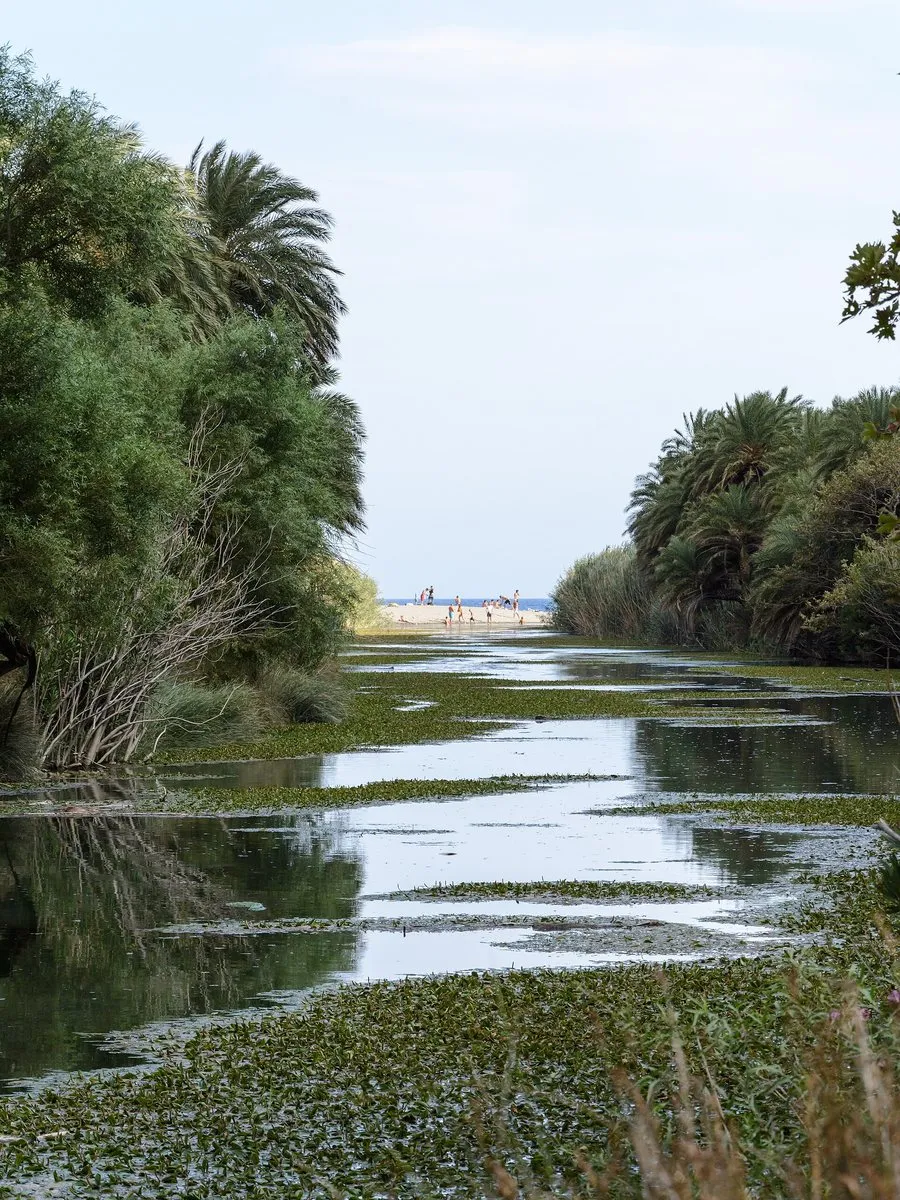 The palm-lined river above the beach