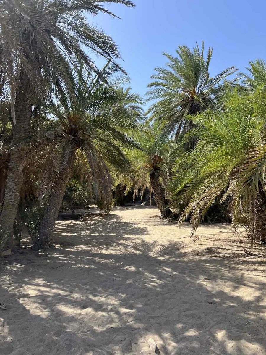 Sandy path winding between date palms in the Vai palm forest