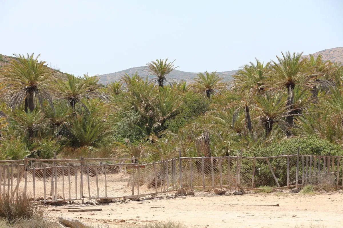 The protected palm grove behind its fence