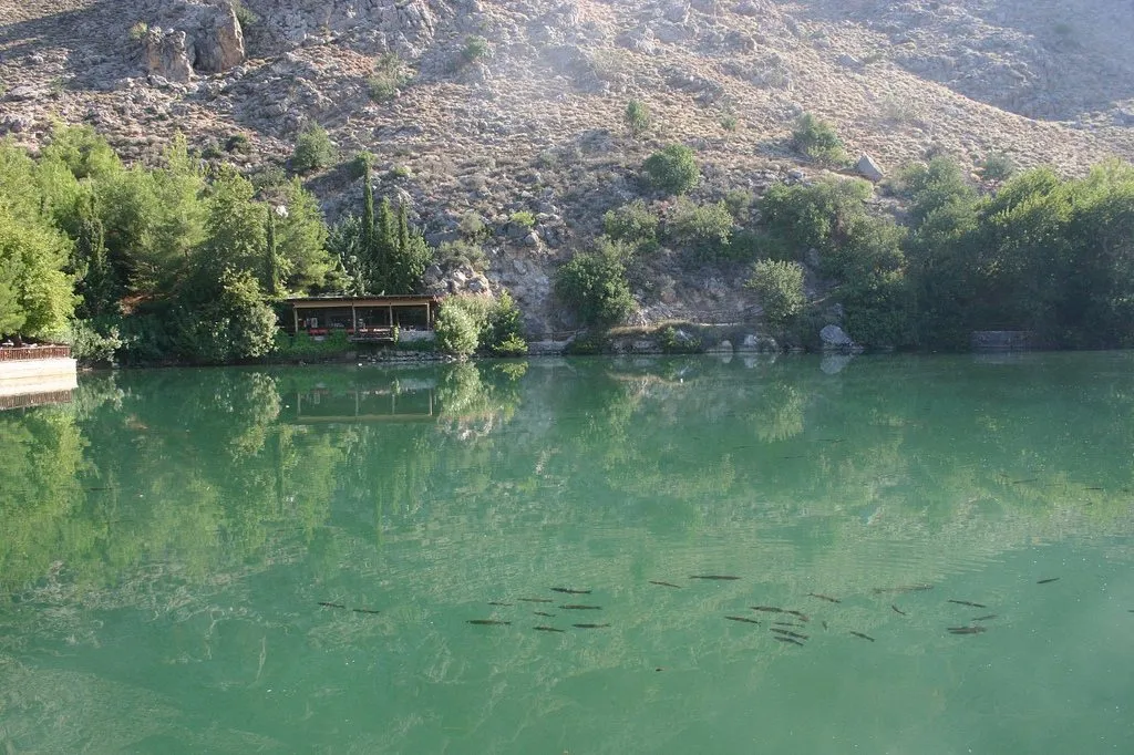 Green spring water at Votomos, trout moving beneath