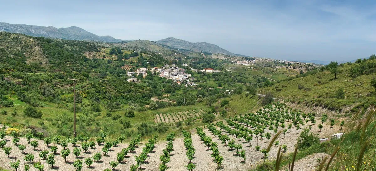 The village of Zoniana seen across olive terraces with mountains behind